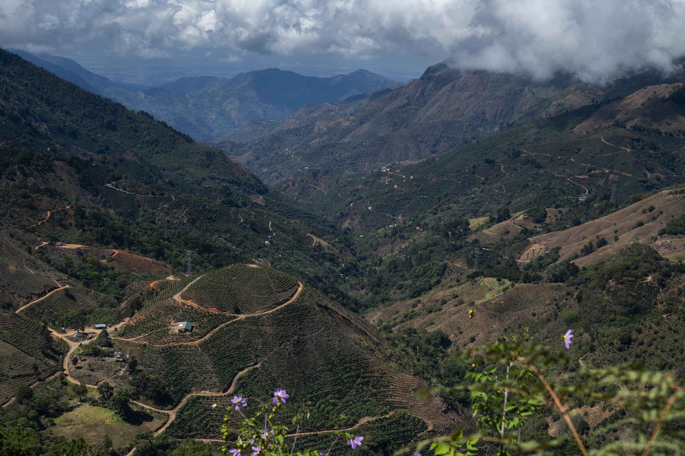Coffee farm landscape in Tarrazú, Costa Rica