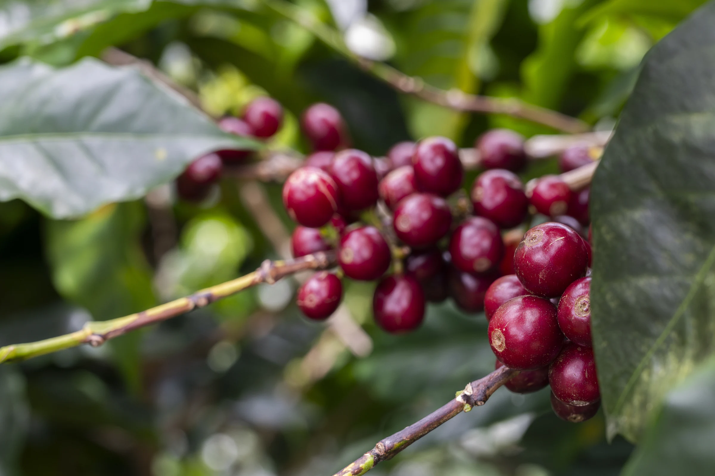 Red coffee cherries on the branch in Tarrazú, Costa Rica